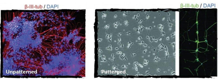Improvement of neuronal network formation in iPSC-derived neurons cultured in patterned coverslips