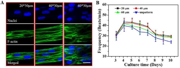 Cardiomyocytes on microgroove-patterned hydrogel