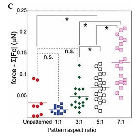 Contraction is increased with the cells confinement