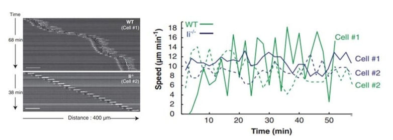 Confined immune cells show restored migration behaviors and can migrate in 1D 2D or 3D spaces