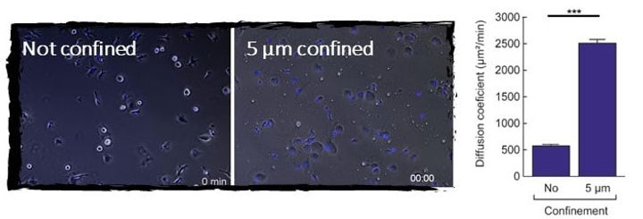 Migration of mice bone marrow-derived dendritic cells in fibronectin coated substrates