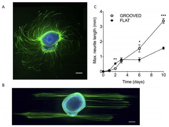 Neurite guidance: cues microfabricated surfaces