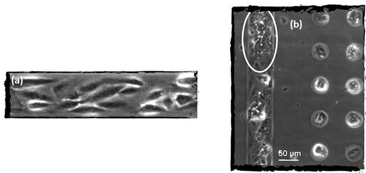 Micropatterned-cells-application