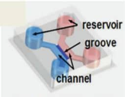 Monitor the differentiation and migration of neural cells derived from human embryonic stems cellsSingle cells