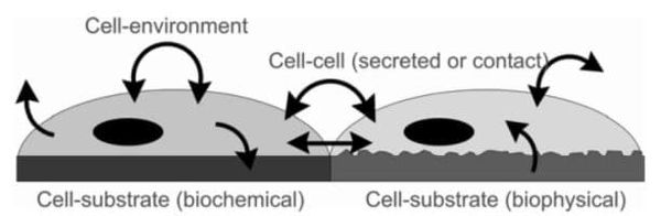 Local signals regulate cell behavior