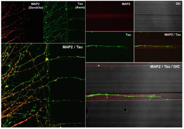Monitor the differentiation and migration of neural cells derived from human embryonic stems cells