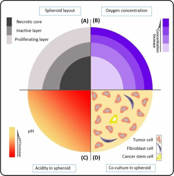 Interior organisation of a spheroid