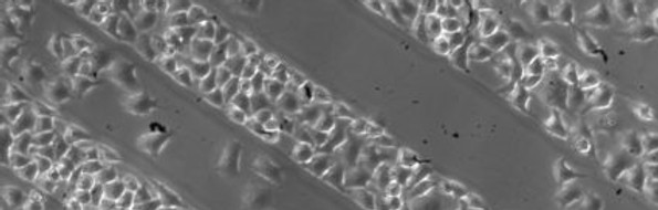 image -4dcell