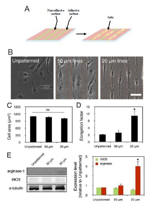 Elongation of macrophages by micropatterning