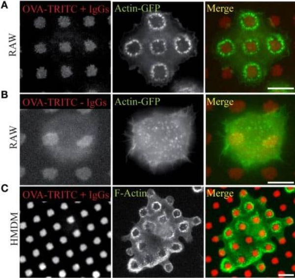  FRUSTRATED PHAGOCYTOSIS  Characterization of the frustrated phagocytosis mechanism  4Dcell technology SmartConfinement Techn