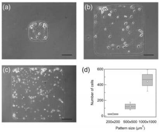 Synchronization of primary rat cortical neurons depends on the network size on micropatterns