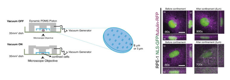 Nuclear tension controls mitotic entry by regulating cyclin B1 nuclear translocation