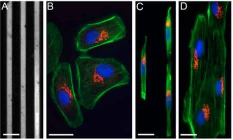  Cells on fibronectin-patterned lines are polarized
