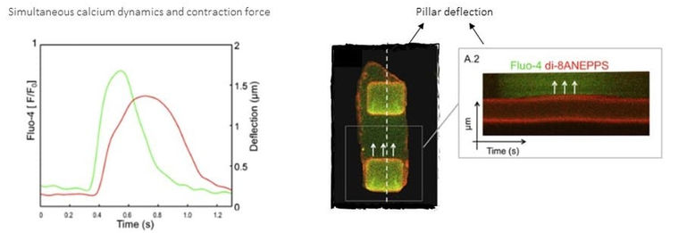 Durotaxis with micropillars