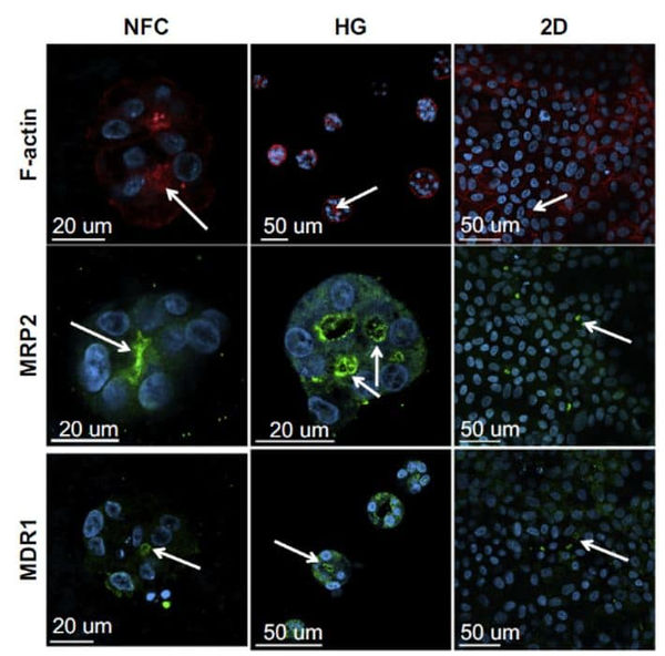Spheroid-formation-in-3D-gels
