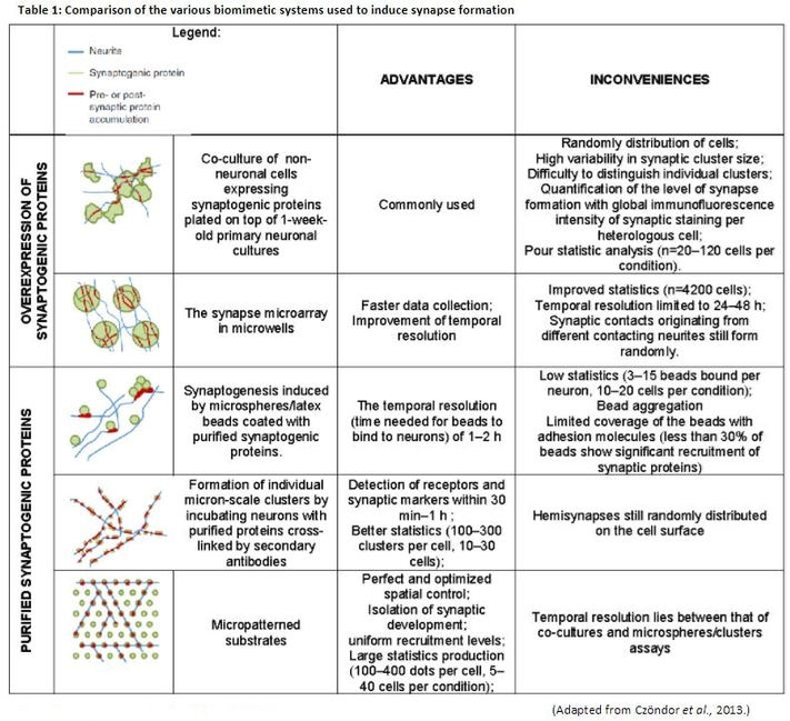 Comparison of the various biomimetic systems used to induce synapse formation