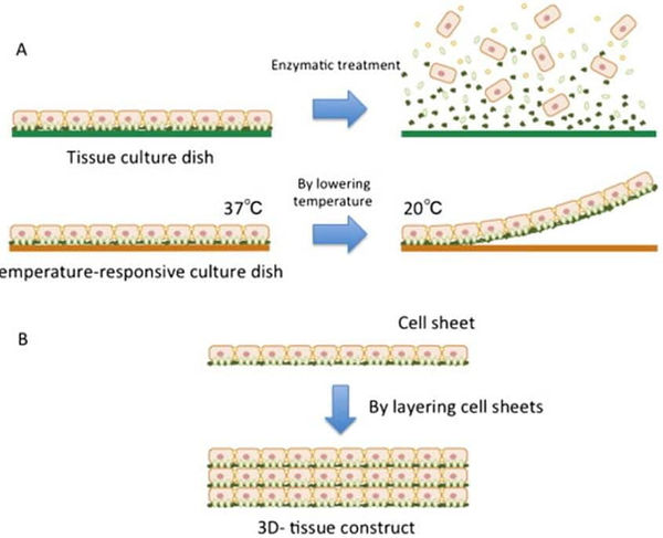 Principle of cell sheet technology