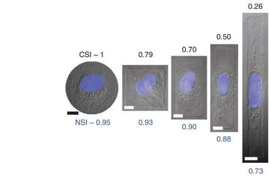 Cell forced to adjust the geometry of its shapes
