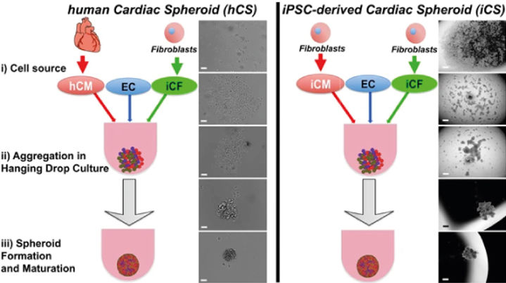 Formation of cardiac spheroids from human primary cells and cells differentiated from iPSCs 