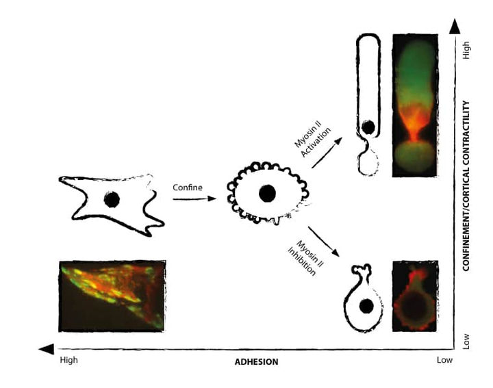 Slow mesenchymal cells can switch to fast amoeboid-like migration under conditions of low adhesion and strong confinement