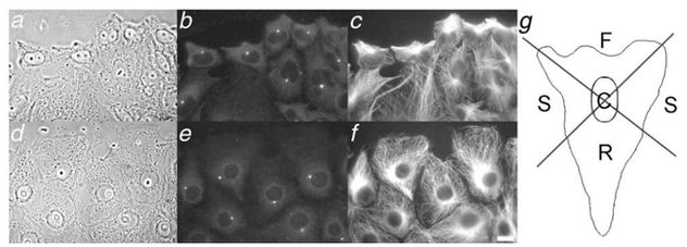 WH_review_Figure6