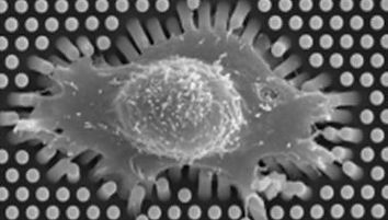 Fibroblasts in micropillars substrat