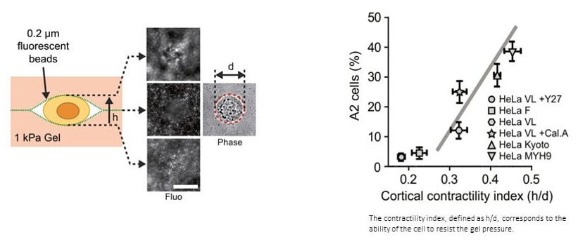  Contractility measurement of HeLa cells in between gels with a stiffness of 1 kPa