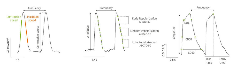  3-in-1 3D cardiac assay replicating key in vivo mechanisms