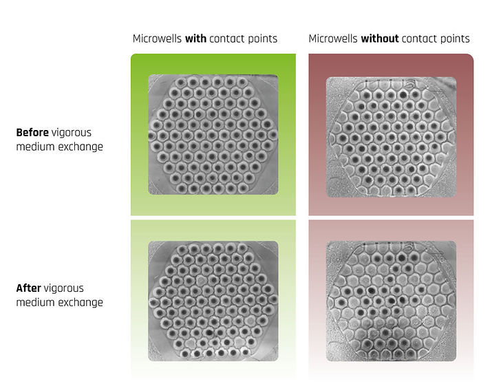Comparion of loss of spheroids with or without anchoring point