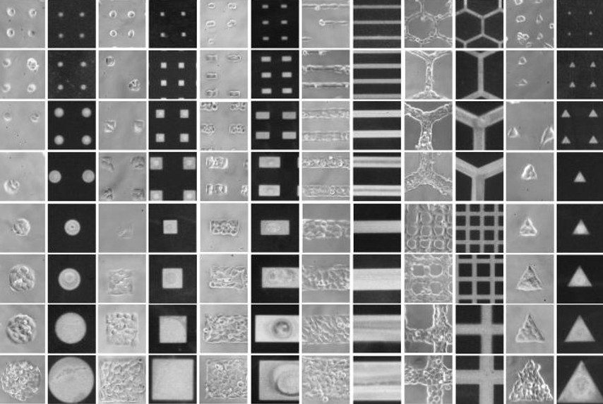 Cells 96WP upatterned