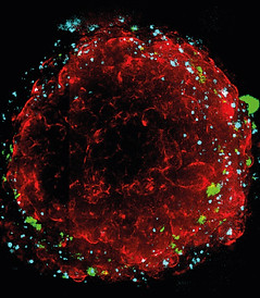 Spheroid.jpg