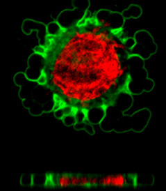 Squeezed cells.jpg