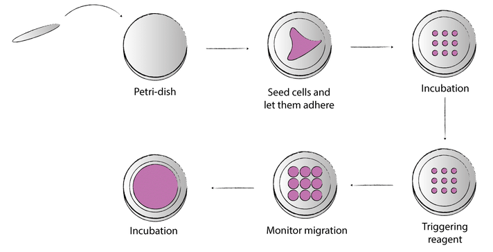 Setting up the circle migration assay using a 4DCELL dynamic micropatterned coverslip