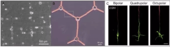Illustration of 2 different micropatterned neuronal networks and single neuron polarizations in 3 distinct pattern geometries
