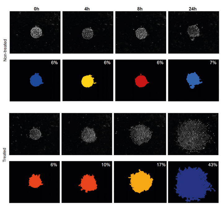 Setting up the wound healing assay using a 4DCELL dynamic micropatterned coverslip