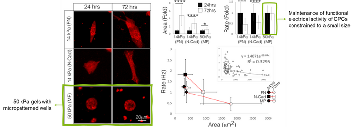 Regulation of cardiac pacemaker cell size on 50 kPa polyacrylamide gels with round microwells