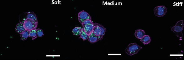 Macrophage phagocytosis of latex beads on soft medium and stiff gels and quantification