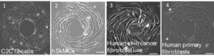 The mouse myoblast C2C12 cells and human skeletal muscle cells exhibit a counterclockwise 