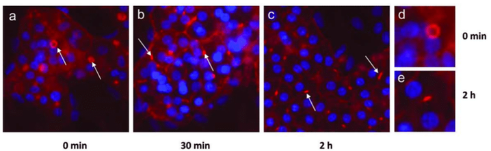 The-effetcs-of-cholestatic-drugs-on-HepaRG-cells-1024x315