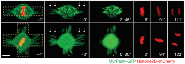 Mitotic HeLa cells on bar-shaped or asymmetrical cross shaped micropatterns