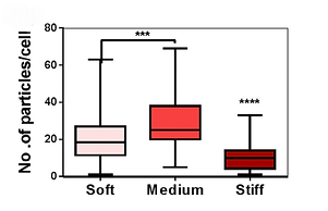 Quantification of the mean velocity of macrophages