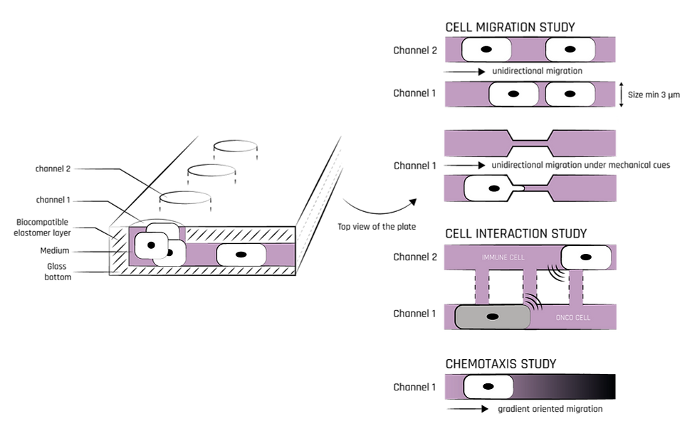 Image1 -4dcell