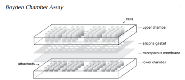 Figure 6. Boyden chemotaxis chamber Guan (2004)