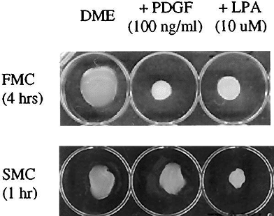Figure 3. Appearance of floating (FMC) and stressed (SMC) matrices after contraction. Grinnell et al. (1999)
