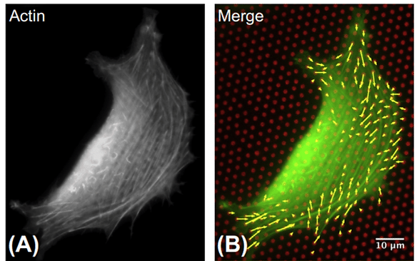 Fibroblasts on µFSA substrat