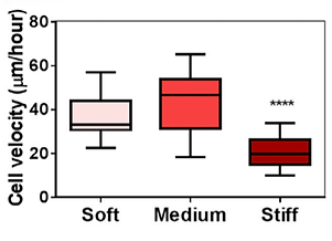 Quantification of the mean velocity of macrophages