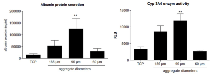 Albumin-protein-secretion-and-CYP-activity-depending-of-aggregate-diameters-1-1024x361