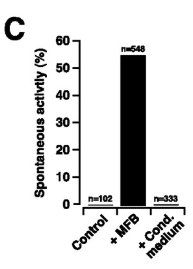 Figure 11. Spontaneous activity of the cardiomyocytes according to culture conditions. Miragoli et al. (2007)