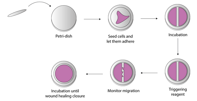 Wound healing assay using a 4DCELL dynamic micropatterns