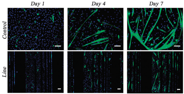 Comparison of immunofluorescent muscle cells on micropattern or control